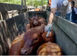 Inició en Corrientes la vacunación contra la fiebre aftosa