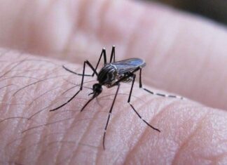 Corrientes: detectan casos de dengue y refuerzan la prevención