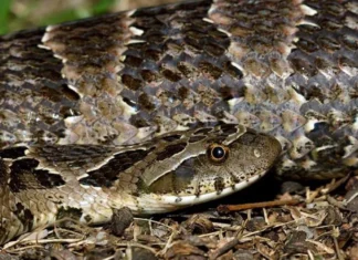 Alerta en un barrio de Corrientes por la presencia masiva de serpientes