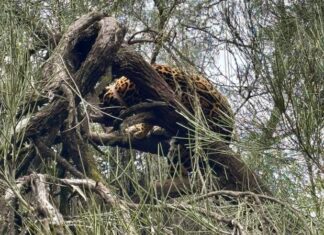 Quiyoc ya corre libre en El Impenetrable: liberaron una yaguareté en Chaco