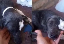 Necesitan $1.000.000 para salvar a una perra con leishmaniasis y alimentar 150 animales