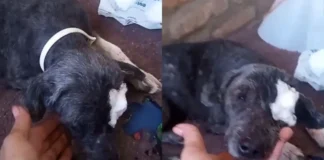 Necesitan $1.000.000 para salvar a una perra con leishmaniasis y alimentar 150 animales