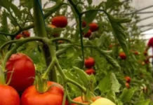 Productores en Santa Lucía