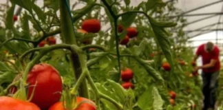 Productores en Santa Lucía