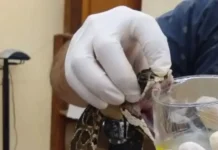 Qué hacer si te muerde una yarará