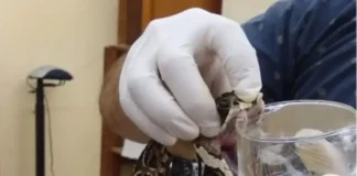 Qué hacer si te muerde una yarará