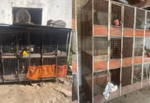 Corrientes: rescataron aves que eran usadas para riñas