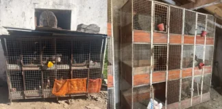 Corrientes: rescataron aves que eran usadas para riñas