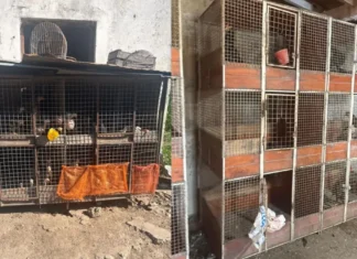 Corrientes: rescataron aves que eran usadas para riñas