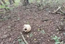 Hallan restos óseos humanos en la zona rural de Corrientes