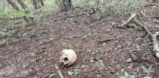 Hallan restos óseos humanos en la zona rural de Corrientes