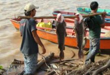 Veda pesquera: cuál es la situación en Corrientes
