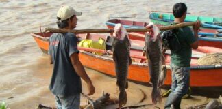 Veda pesquera: cuál es la situación en Corrientes