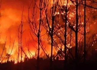 Incendios en Chubut: confirmaron que son intencionales