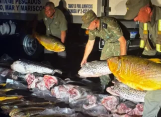 Secuestraron más de 700 kilos de pescado con especies protegidas