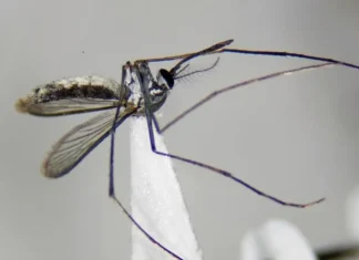 La Unne descubrió en Corrientes una nueva especie de mosquito
