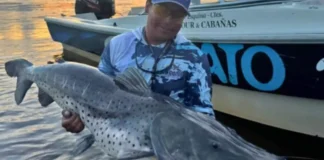 Pescadores capturaron y liberaron un surubí de 43 kilos en Corrientes