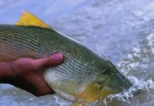 Pesca ilegal en Corrientes: capturaron y mataron a un dorado con transmisor científico