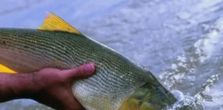 Pesca ilegal en Corrientes: capturaron y mataron a un dorado con transmisor científico