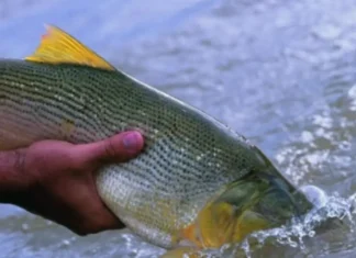 Pesca ilegal en Corrientes: capturaron y mataron a un dorado con transmisor científico