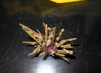 Científicos argentinos identificaron una nueva especie de erizo de mar