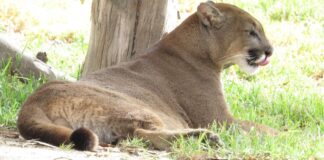 Corrientes: alerta en Santo Tomé por el avistamiento de un puma