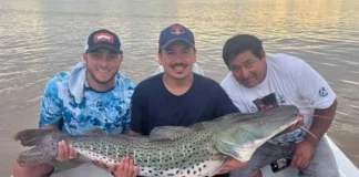 Corrientes: pescaron un surubí de 40 kilos en el río Paraná
