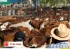 Remate ganadero en Goya