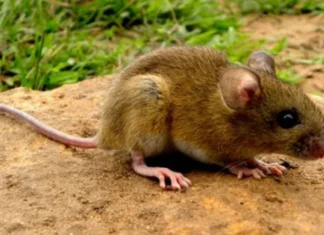 Corrientes no tiene casos de hantavirus pero está en alerta preventiva