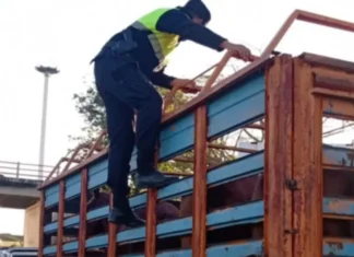 Puente Chaco-Corrientes: secuestran caballos que eran trasladados sin documentación