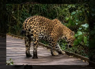 Un yaguareté nacido en libertad sorprendió a turistas en el Global Big Day