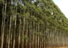 Corrientes actualiza el inventario de plantaciones forestales