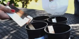 Dengue: capacitación y entrega de ovitrampas para controlar el vector