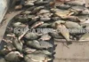Secuestraron carpinchos, un tatú y peces tras un operativo en Corrientes