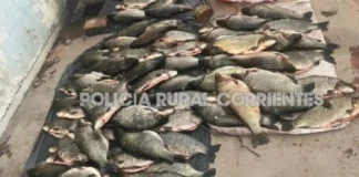 Secuestraron carpinchos, un tatú y peces tras un operativo en Corrientes