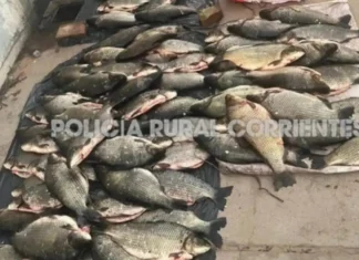 Secuestraron carpinchos, un tatú y peces tras un operativo en Corrientes