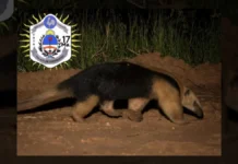 Corrientes: un oso melero apareció en un barrio de capital