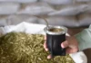 La yerba consolida su mercado interno y expande exportaciones