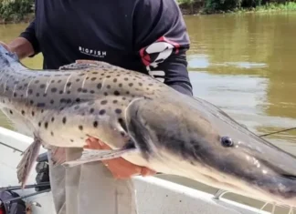 Corrientes frena la pesca en el rio Paraná ante la vulnerabilidad del surubí