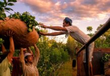 La crisis de la yerba mate golpea a Misiones y crece la preocupación en el sector: “Es inviable seguir así”