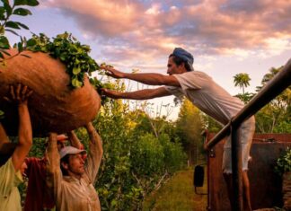 La crisis de la yerba mate golpea a Misiones y crece la preocupación en el sector: “Es inviable seguir así”
