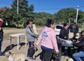 Salud animal y convivencia urbana