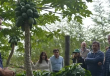 Corrientes avanza en la producción de café