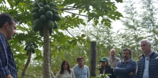 Corrientes avanza en la producción de café