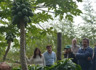 Corrientes avanza en la producción de café