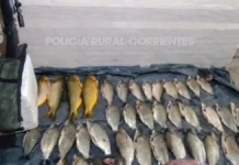 Demoraron a cuatro personas con dorados, un guazuncho y un rifle