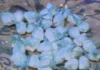 Hallaron 40 piedras de cocaína en una vivienda y detuvieron a un hombre