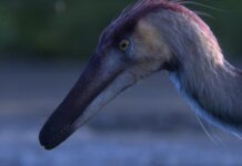 Descubren al primer fósil de raptor de la provincia de Santa Cruz