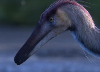 Descubren al primer fósil de raptor de la provincia de Santa Cruz