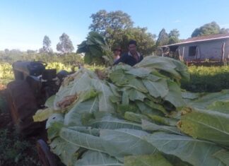 Nación remitió fondos para pago a productores Tabacaleros